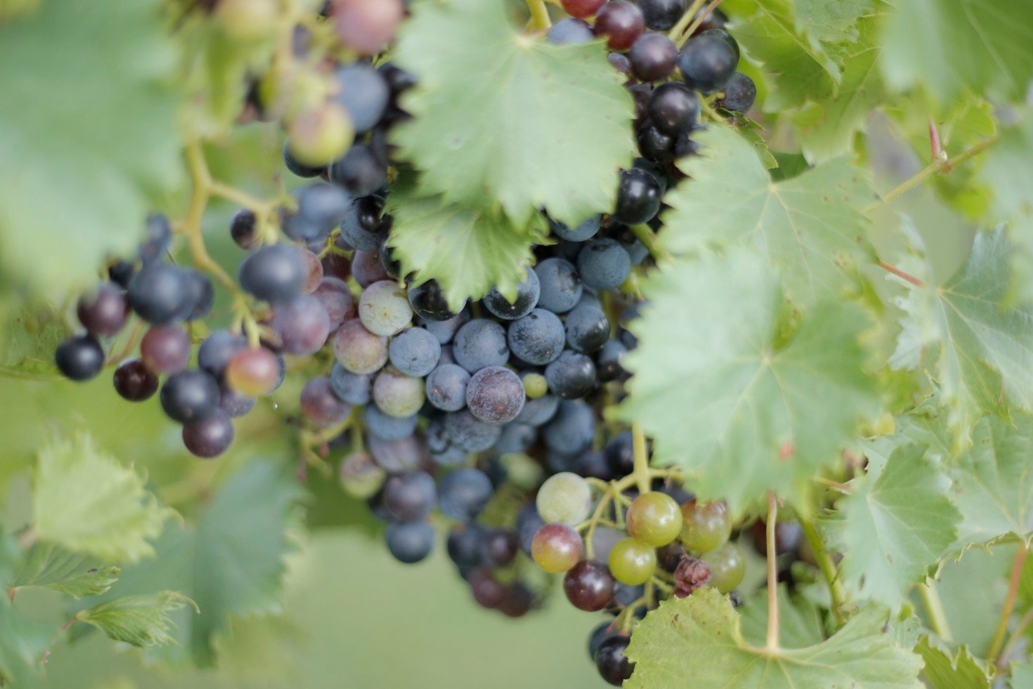 grapes on the vine